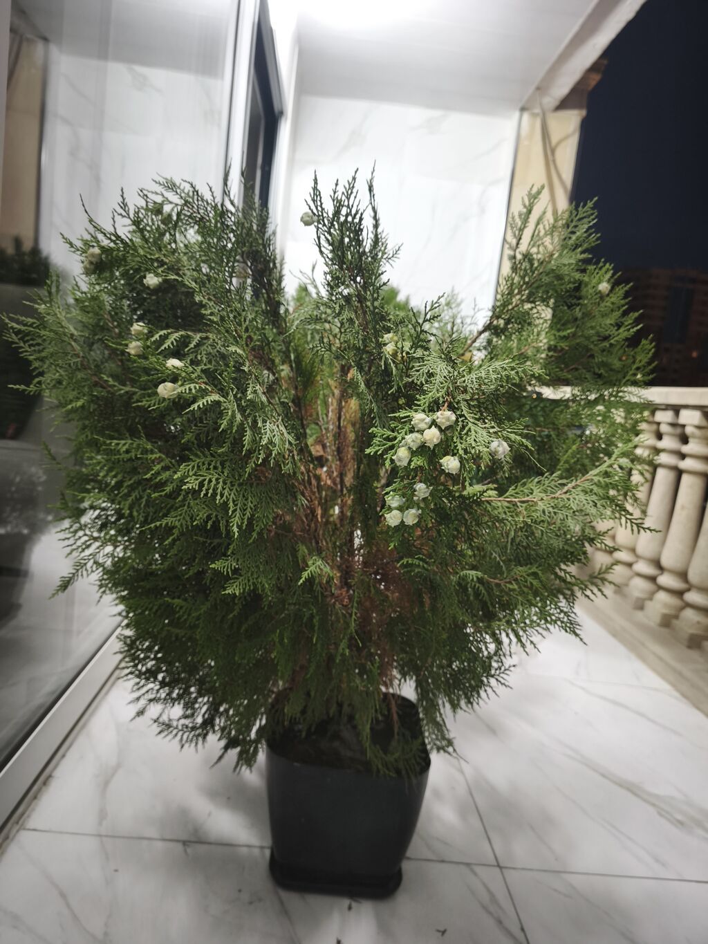 Thuja (ardıc) dekorativ qazon-bitkisi – qara plastik dibçəklərdə — Ağaclar və fidan, Bakı