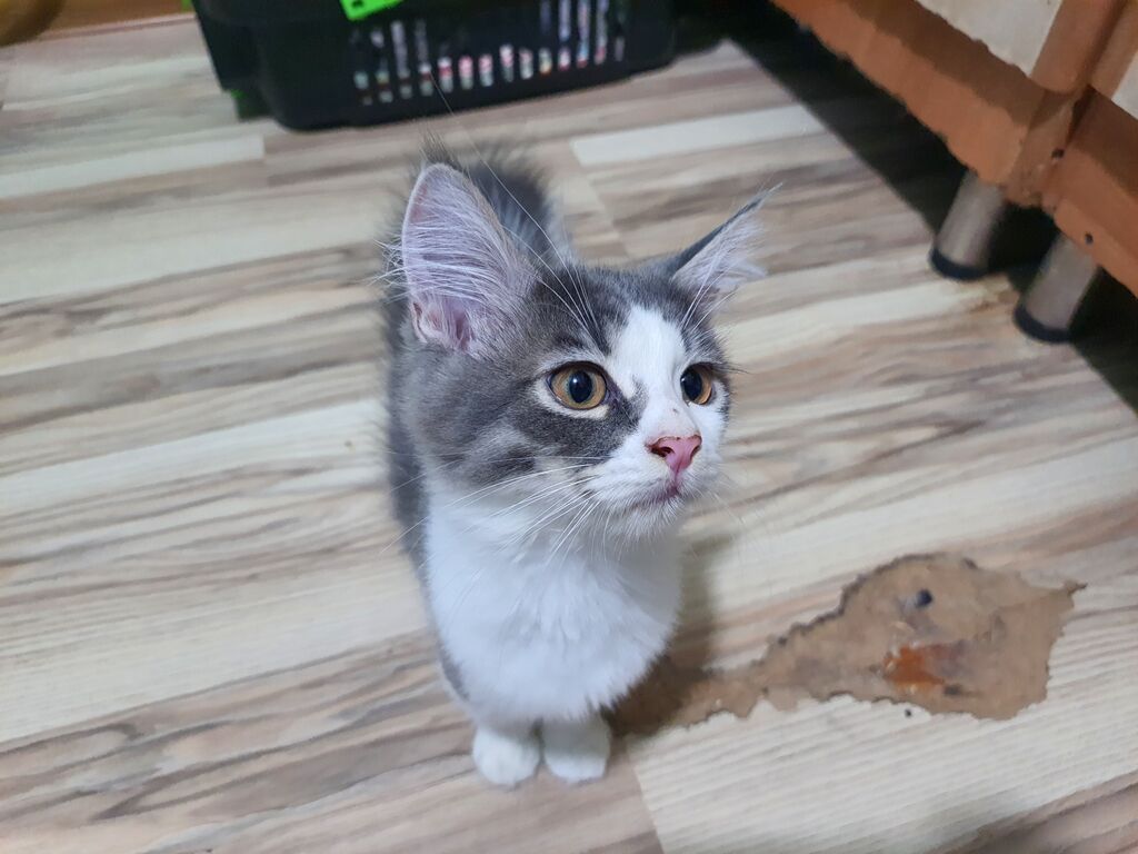 Meyn-kun, Erkək, Yaxşı əllərə — Pişiklər, Bakı (3)