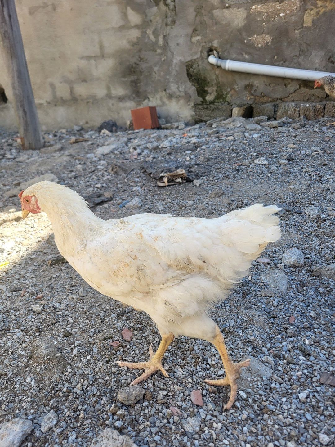 Toyuqlar — Quşlar, Bakı (5)