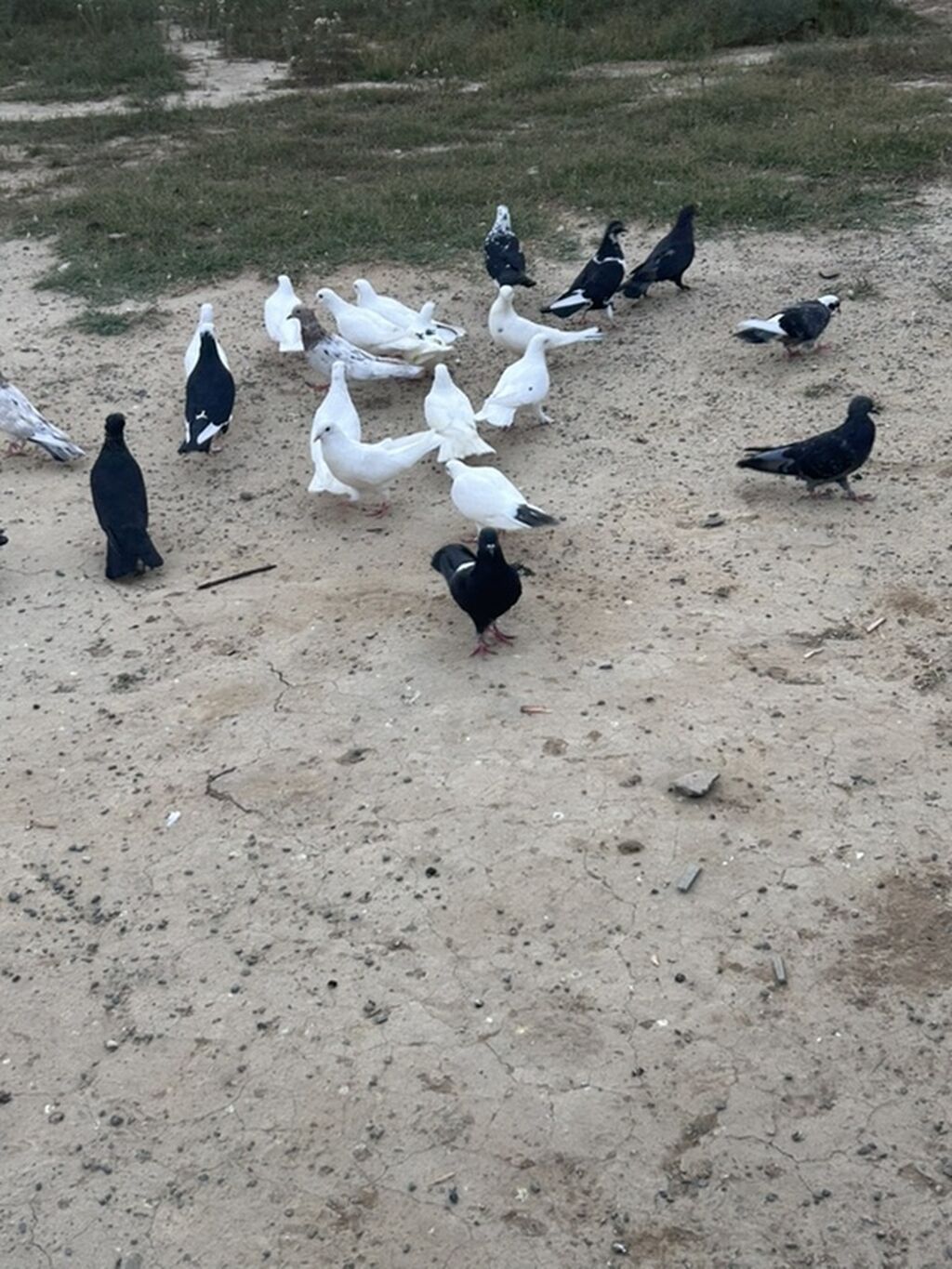 Salam tutulma quslar tek tekde satılır qıymet. Ferqlı olacaq optavoy 4 — Göyərçin, Sumqayıt (6)