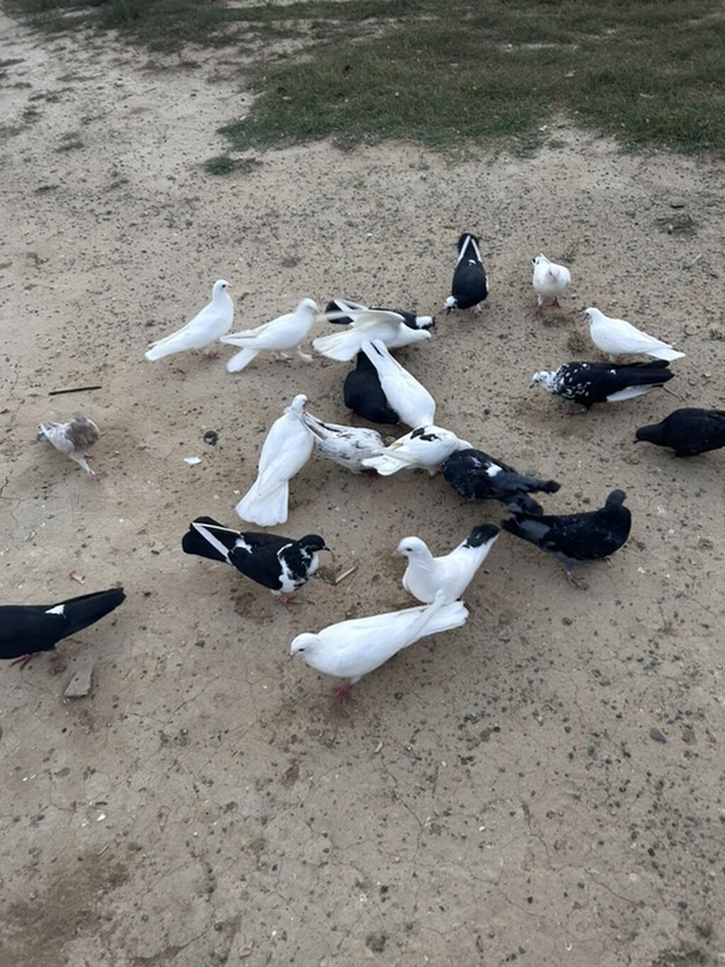 Salam tutulma quslar tek tekde satılır qıymet. Ferqlı olacaq optavoy 4 — Göyərçin, Sumqayıt (7)