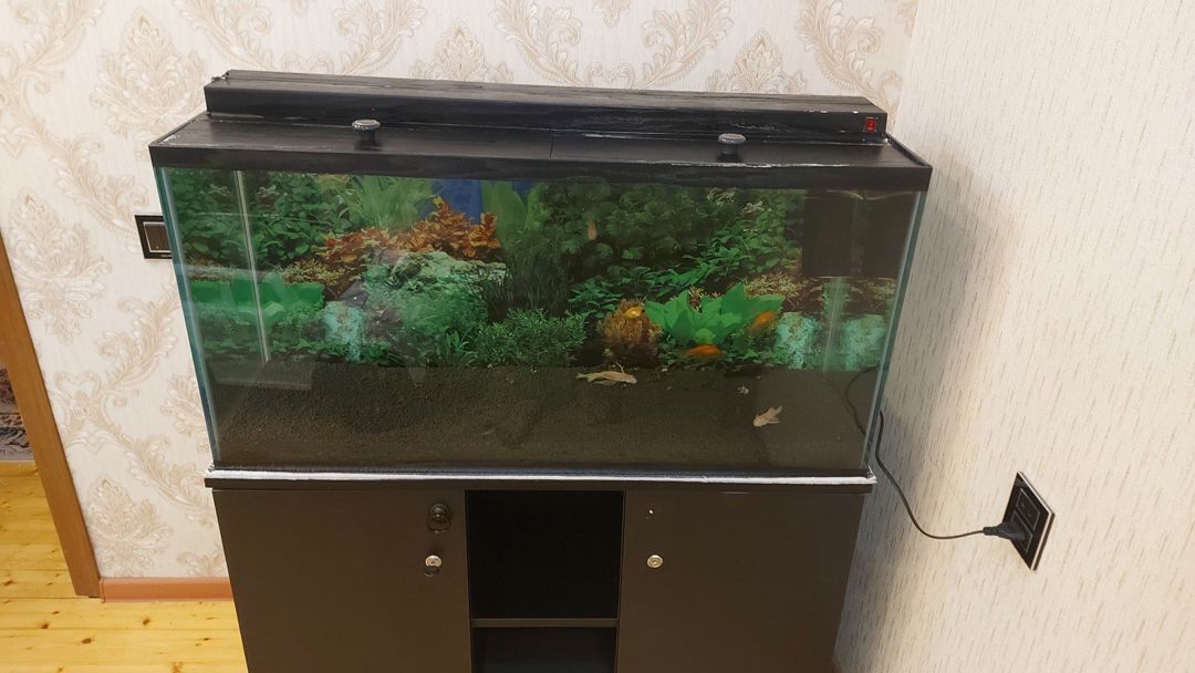 Akvarium — Akvariumlar və balıqlar, Bakı (9)