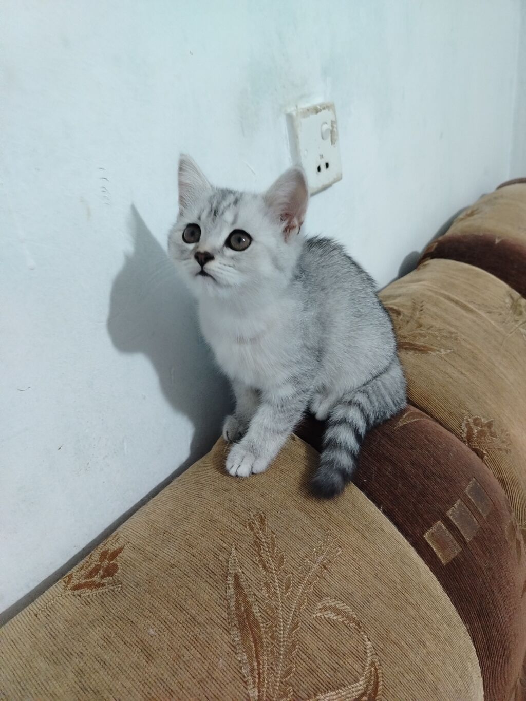Qızıl şinşilla, Dişi, Ünvandan götürmə, Ödənişli çatdırılma — Pişiklər, Bakı (4)