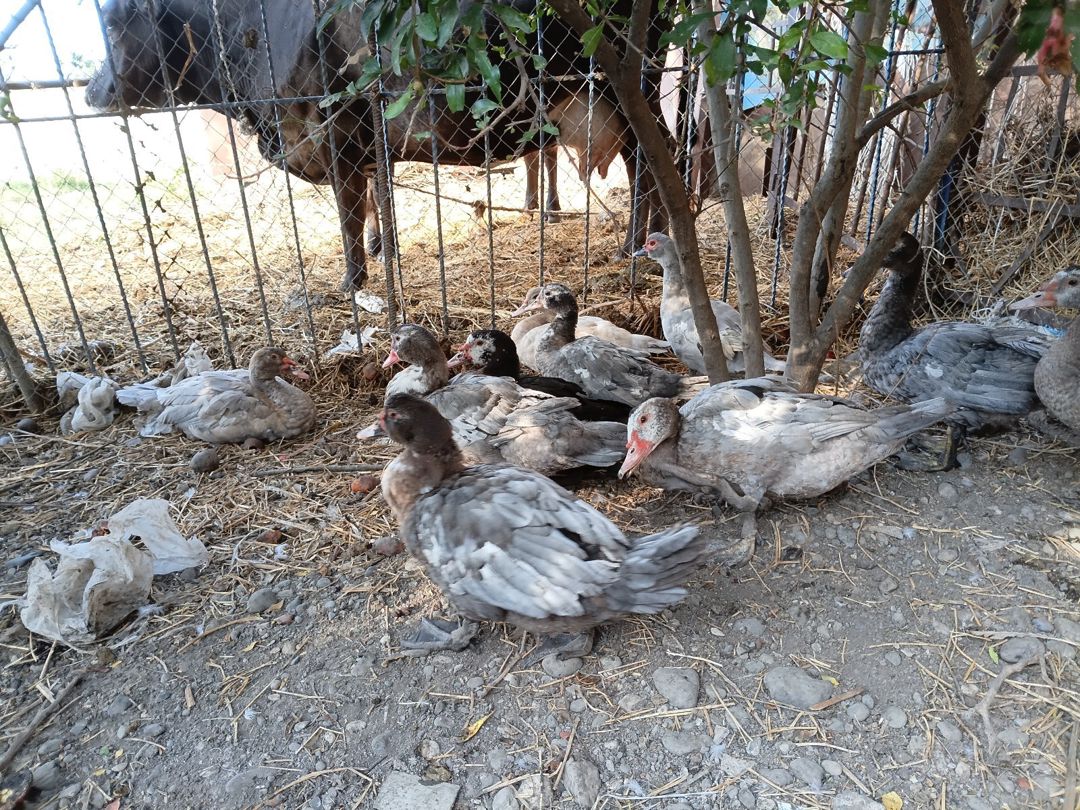 Lal ördəklər — Quşlar, Ağcabədi (3)