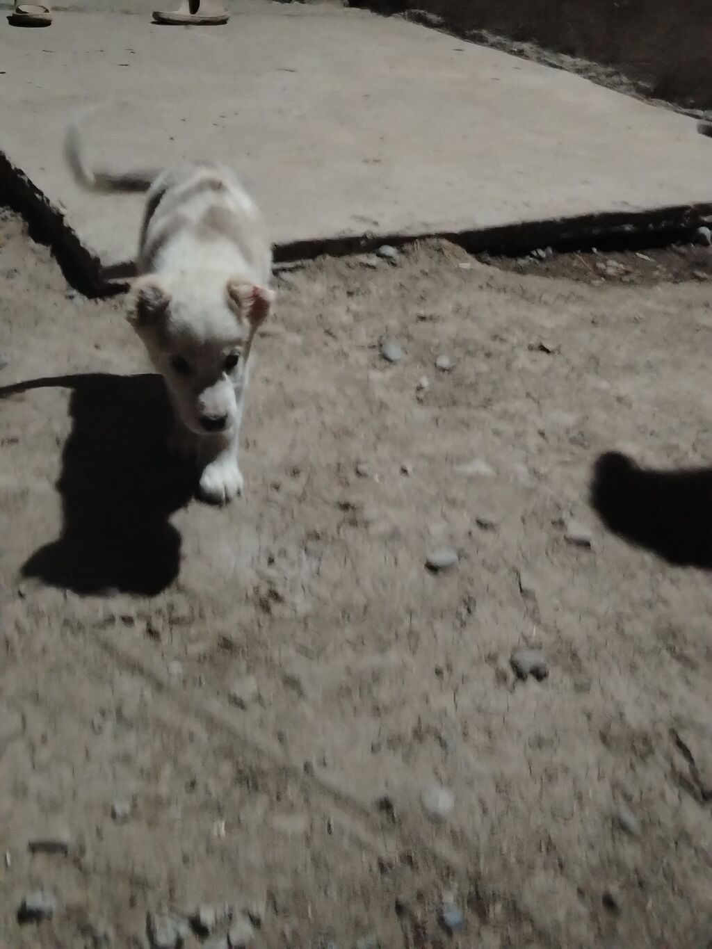 Alabay, 1 ay, Erkək — Köpəklər, Cəlilabad (3)