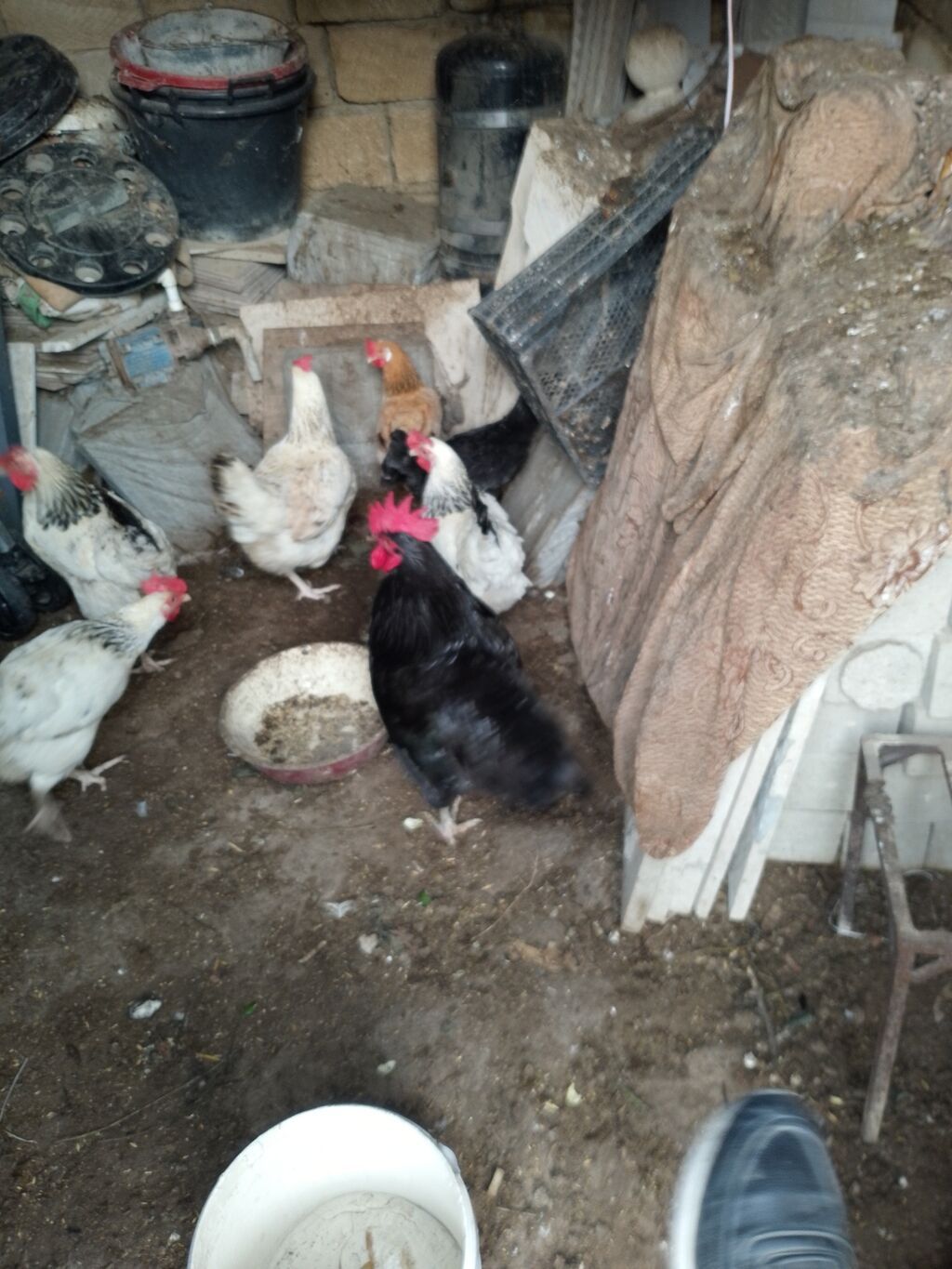 Toyuq, Yumurtalıq — Toyuq və xoruz, Bakı (3)