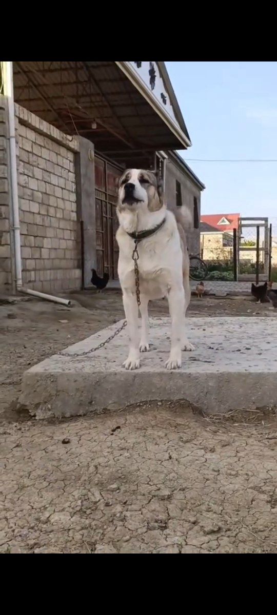 Alabay — Köpəklər, Bakı (2)