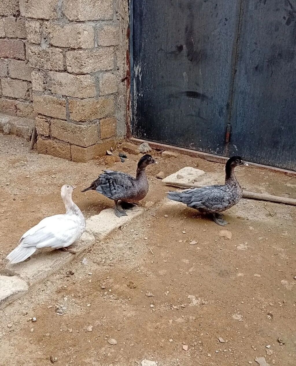 Orginal Alman Sortu. Lal Ordek. Zümrüd. Macar. lavanda. Şəkilləri — Digərləri, Bakı (2)
