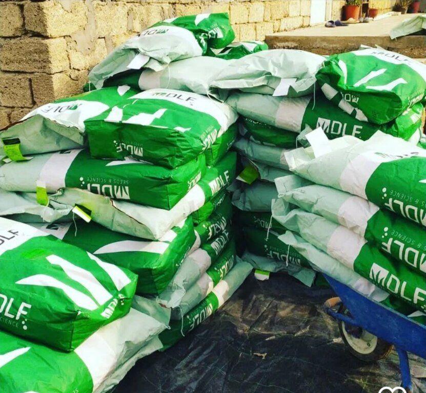 Qazon toxumu — Dacha və bağ, Bakı