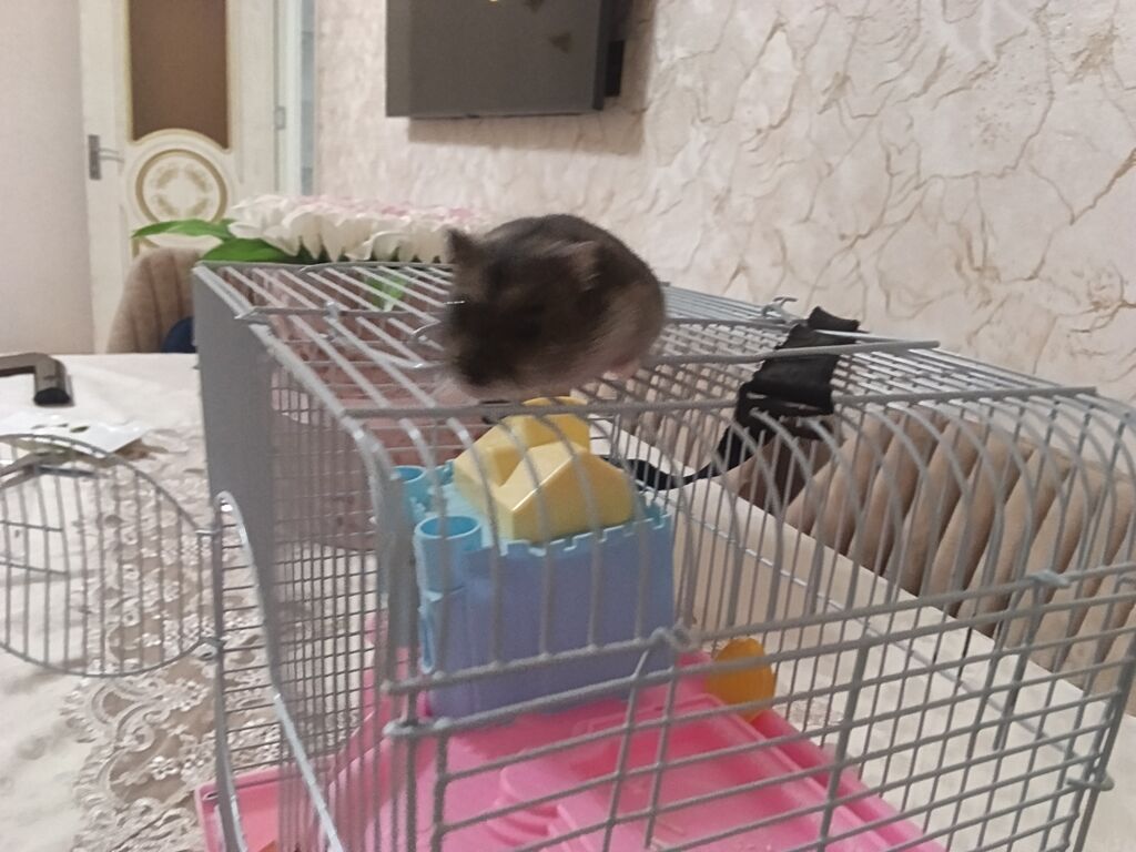 Siçan/hamster ile 2 mərtəbəli qəfəs dəsti 'qızdı hamilə yemək və — Qəfəslər, Xırdalan (10)