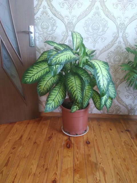 Dieffenbaxiya (Dieffenbachia) otaq bitkisi - Böyük, sıx yarpaqlı — Masazır
