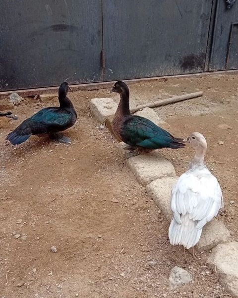 Orginal Alman Sortu. Lal Ordek. Zümrüd. Macar. lavanda. Şəkilləri — Bakı
