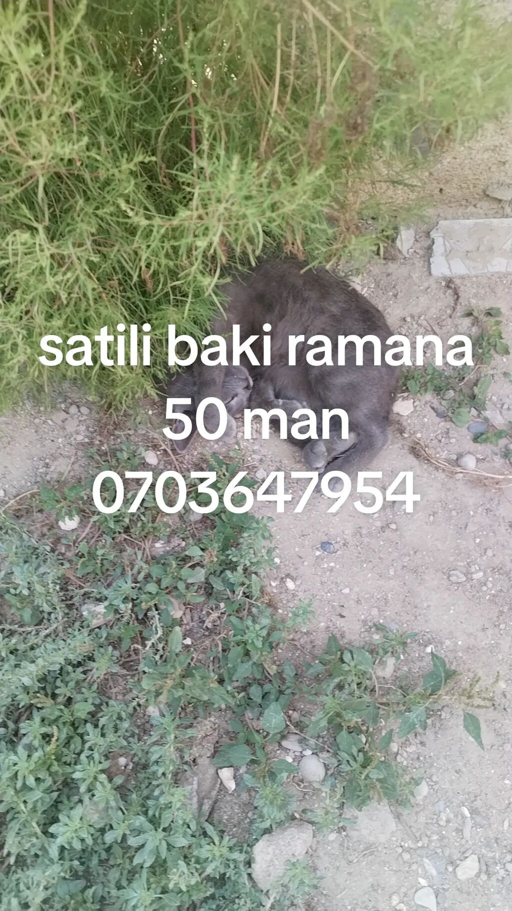 Məhsul: Pişik Təsvir: - Boz rəngli, qısa tüklü pişik - Sakit — Pişiklər, Bakı