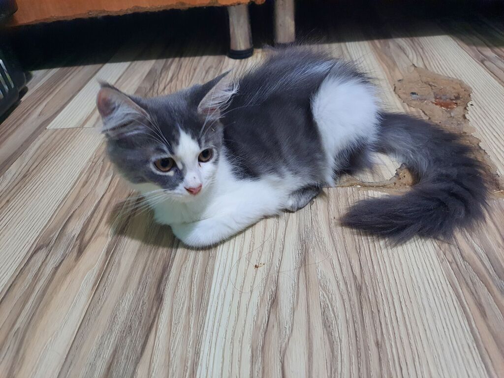Meyn-kun, Erkək, Yaxşı əllərə — Pişiklər, Bakı (6)