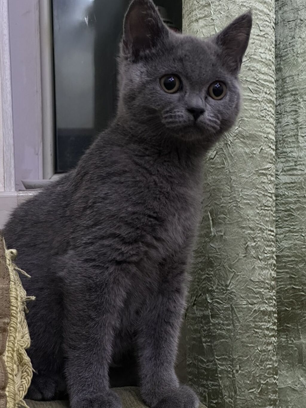 Şotland, Dişi, Yaxşı əllərə, Ünvandan götürmə — Pişiklər, Bakı (3)