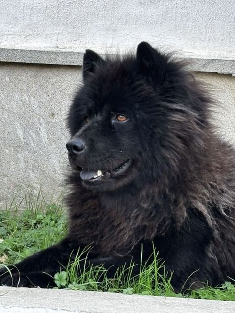Çau-Çau — Bakı
