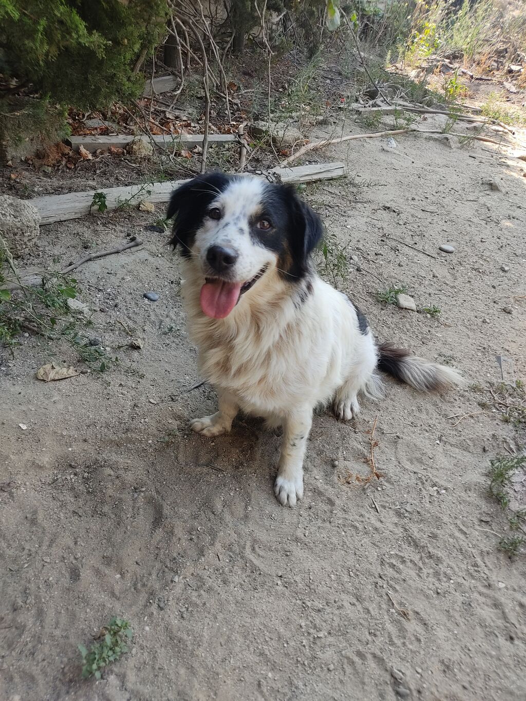 Zvonok, 1 il, Dişi — Köpəklər, Digah (4)