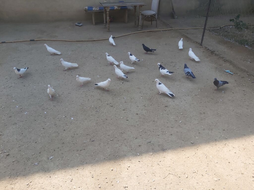 Quşlar satilir komda satilir tək təkdə Hər quşun öz qiyməti var real — Göyərçin, Digah (5)
