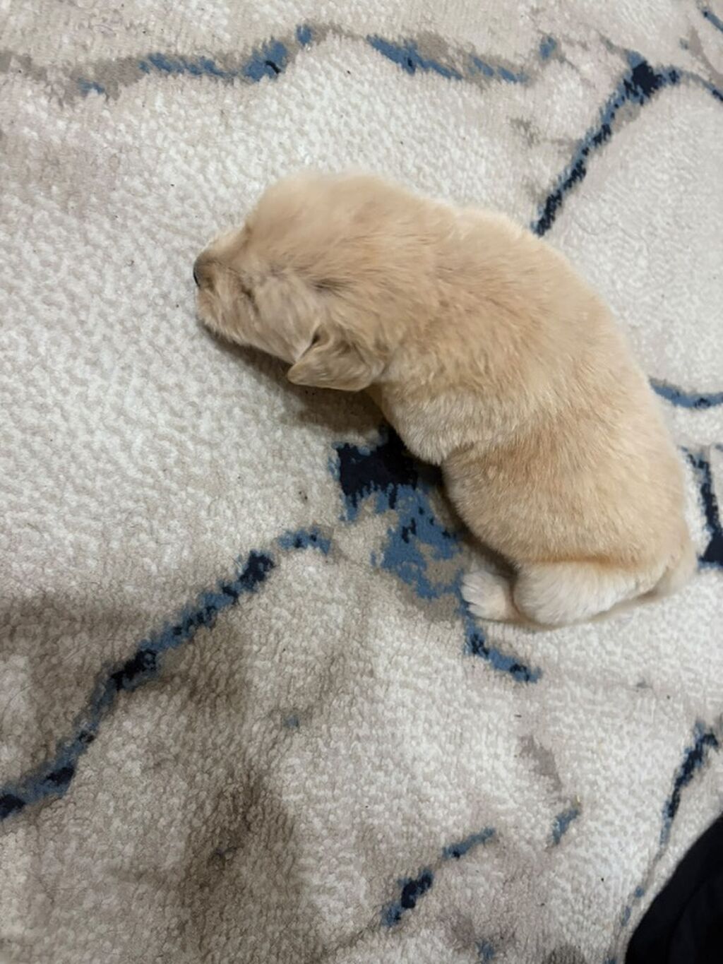 Retriever, 1 ay, Erkək, Peyvəndli — Köpəklər, Bakı (2)