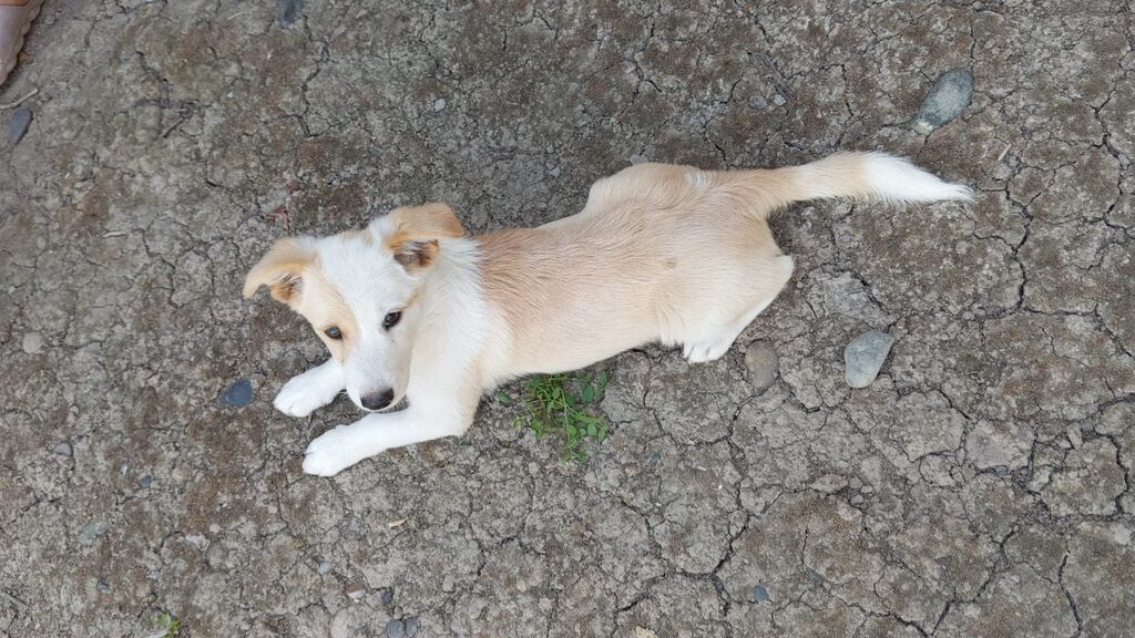 Korgi, 3 ay, Erkək — Köpəklər, Bakı