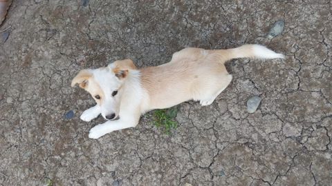 Korgi, 3 ay, Erkək — Bakı