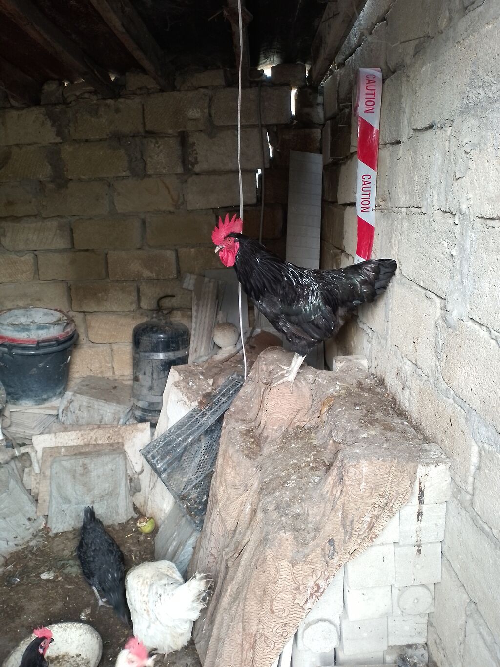 Toyuq, Yumurtalıq — Toyuq və xoruz, Bakı (7)