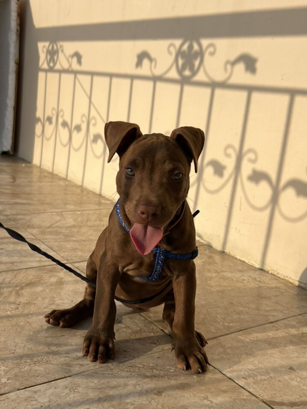 Pitbul — Köpəklər, Bakı