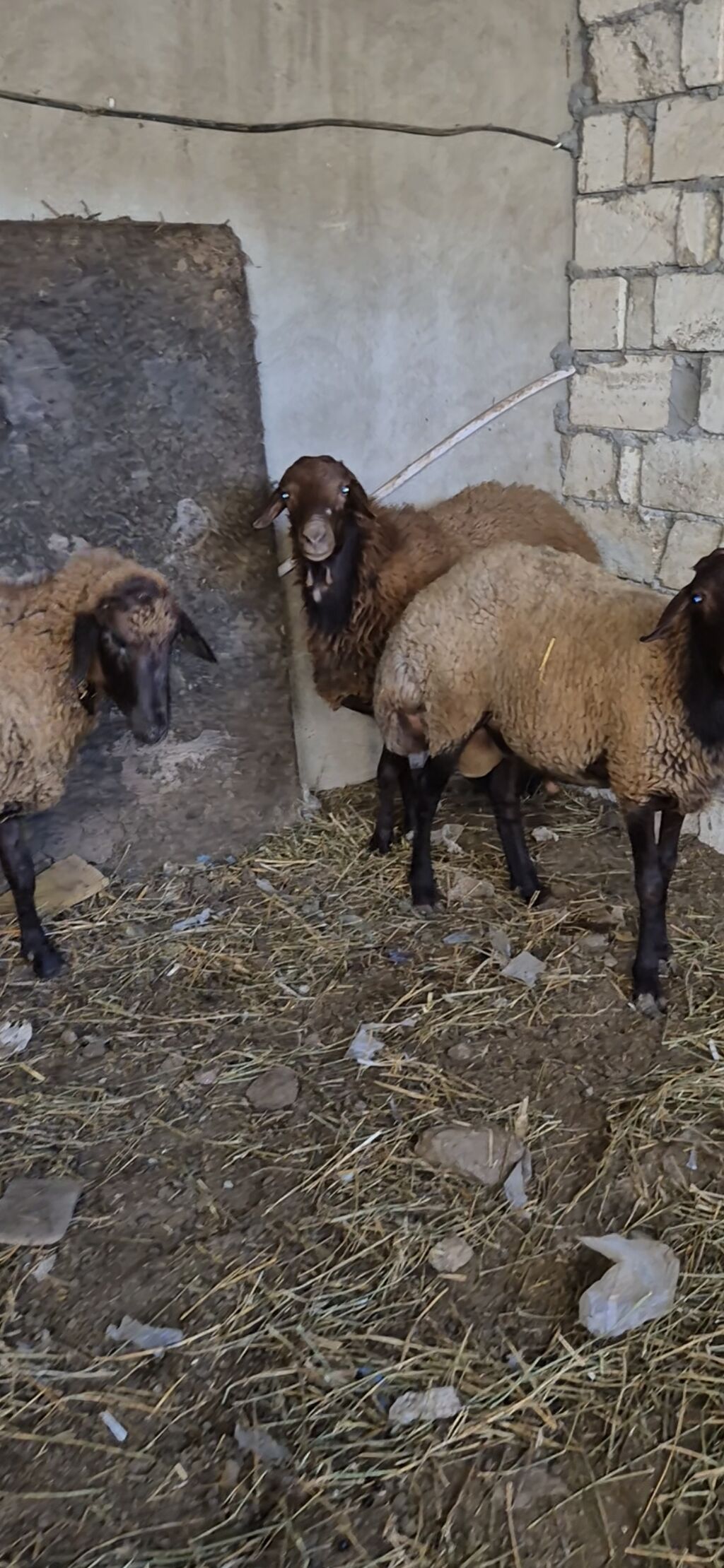 3 eded qoçlar cavan heyvanlardi 1inin 1yaşi olub qalanlari cavandi — Kənd təsərrüfatı heyvanları, Bakı