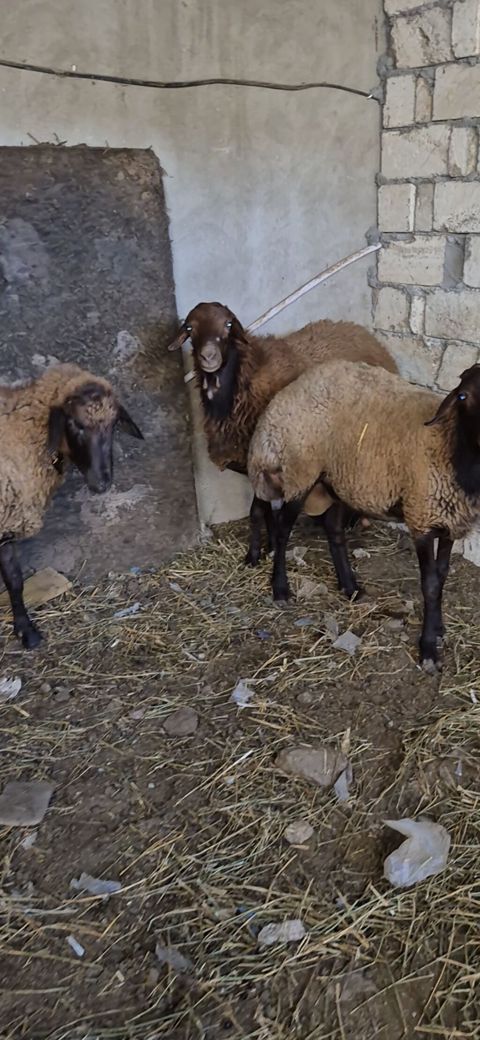 3 eded qoçlar cavan heyvanlardi 1inin 1yaşi olub qalanlari cavandi — Bakı