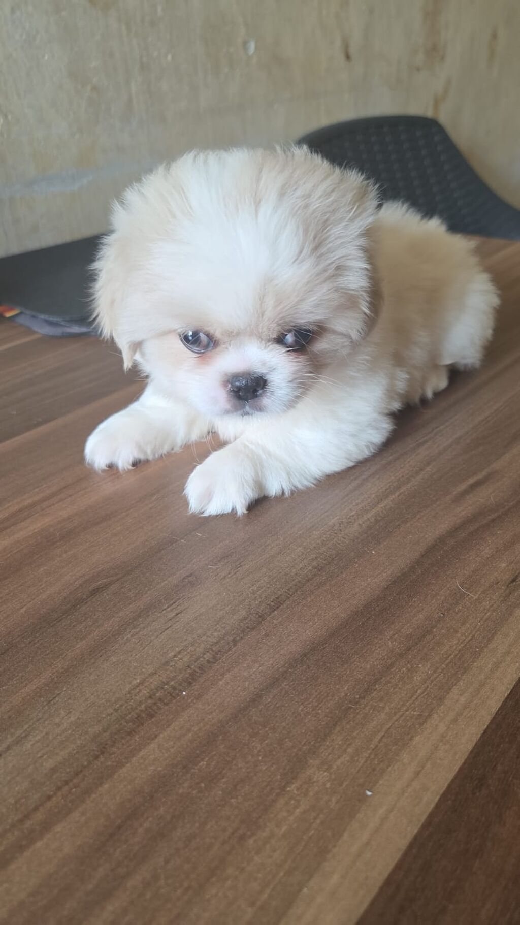 Pekines, 2 ay, Dişi — Köpəklər, Bakı (2)