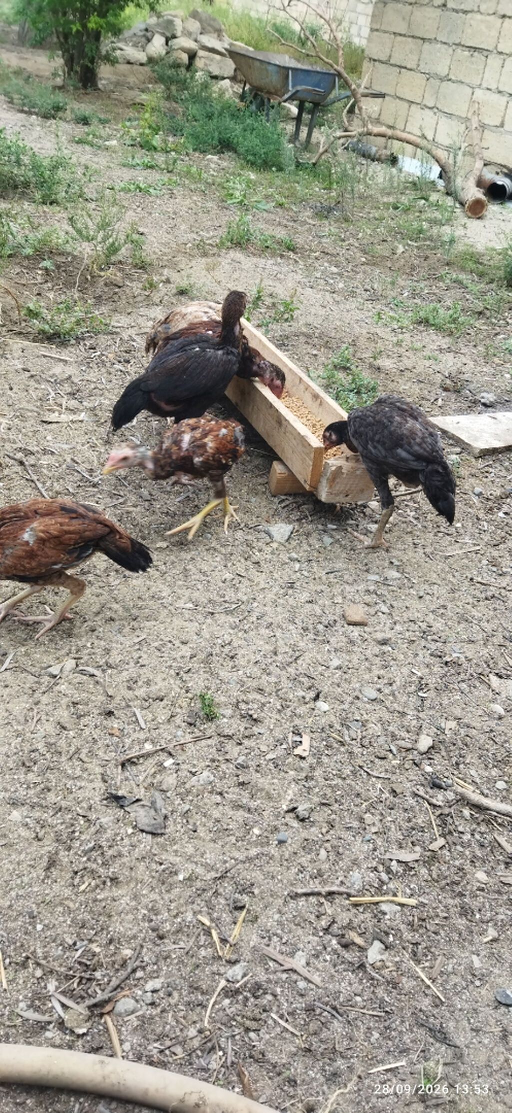 Ataları qaragöz cinsi anası türk yapon sintezi fərələr 30m40m becələr — Digərləri, Sumqayıt (6)