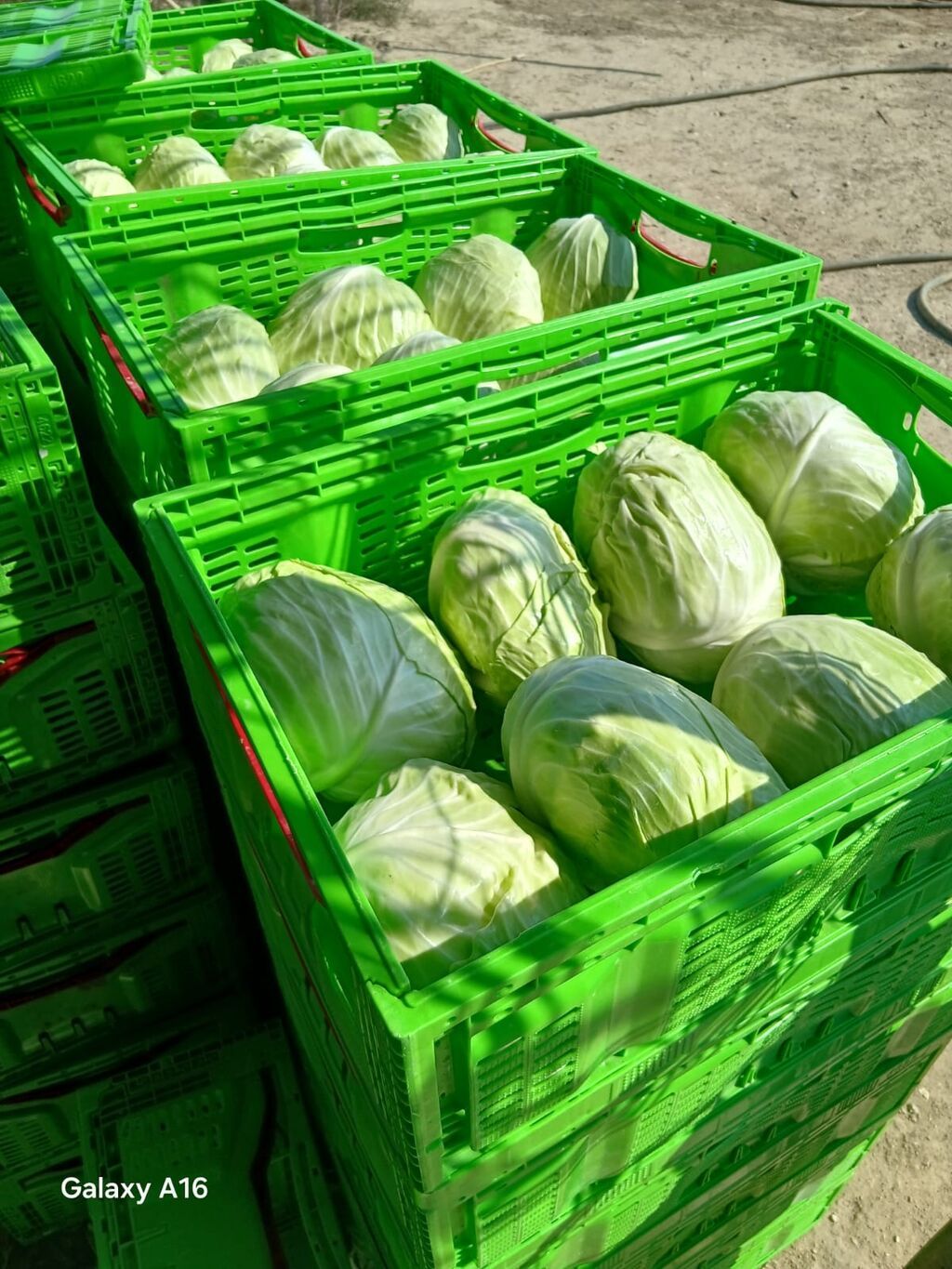 Ağ kələm – topdan satışı 0.60 qepiy - Növ: Ağ baş kələm (yuvarlaq və — Qida məhsulları, Digah (4)