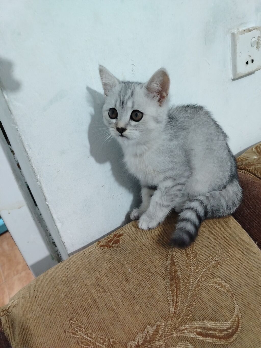 Qızıl şinşilla, Dişi, Ünvandan götürmə, Ödənişli çatdırılma — Pişiklər, Bakı (3)