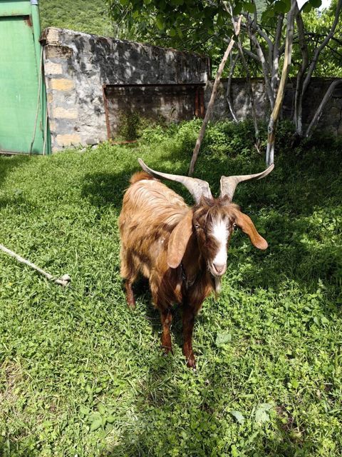 Hələb keçisi — Oğuz