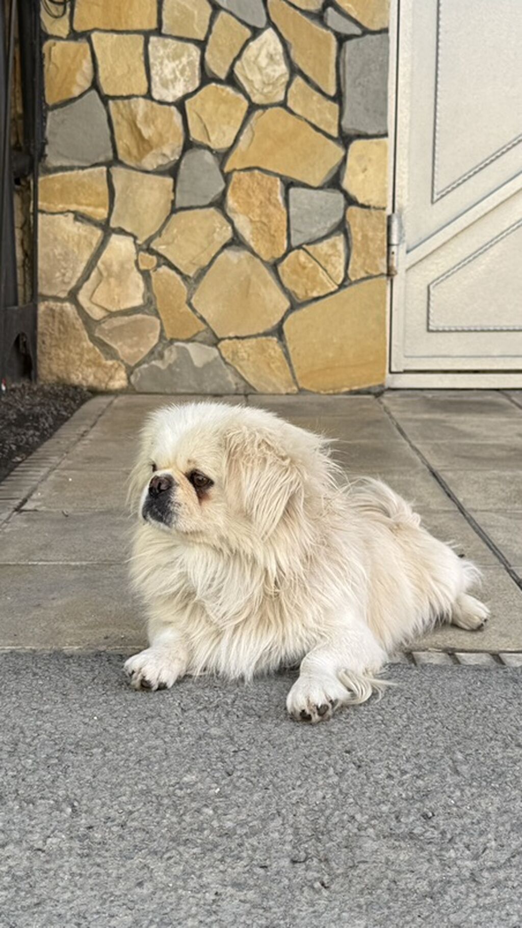 Pekines — Köpəklər, Gəncə (3)
