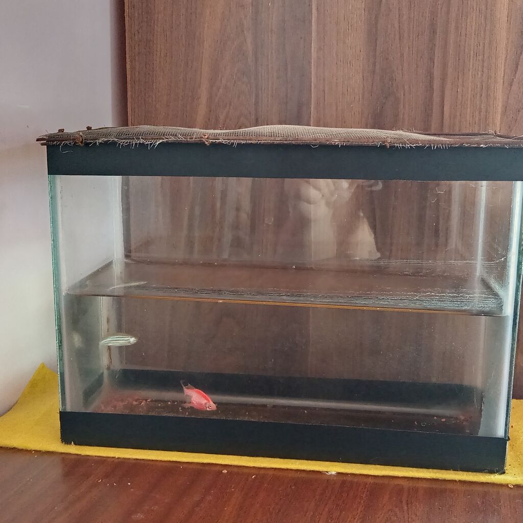 Balıqlarla birlikdə, 7500 l, Ünvandan götürmə — Akvariumlar və balıqlar, Novxanı (4)