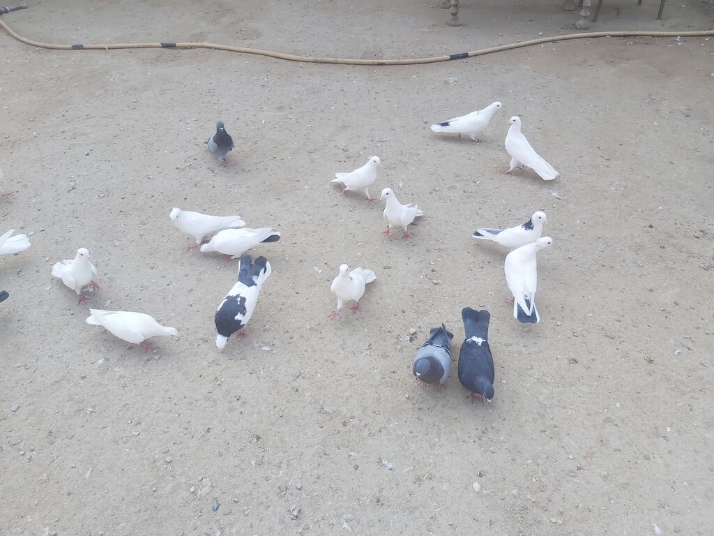 Quşlar satilir komda satilir tək təkdə Hər quşun öz qiyməti var real — Göyərçin, Digah (9)