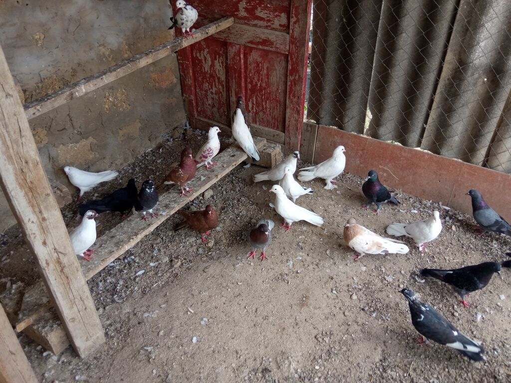 Salam tam sağlam tərqizmə quşlardır 23 dənə tək tək satilmir kom — Göyərçin, Digah (5)