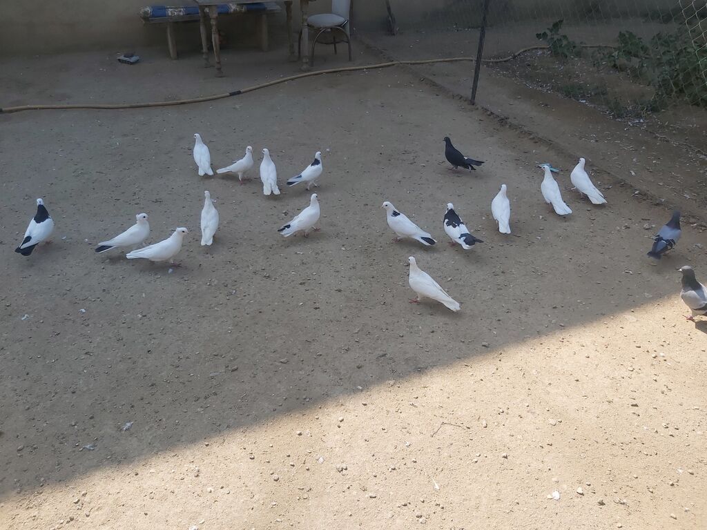 Quşlar satilir komda satilir tək təkdə Hər quşun öz qiyməti var real — Göyərçin, Digah (6)