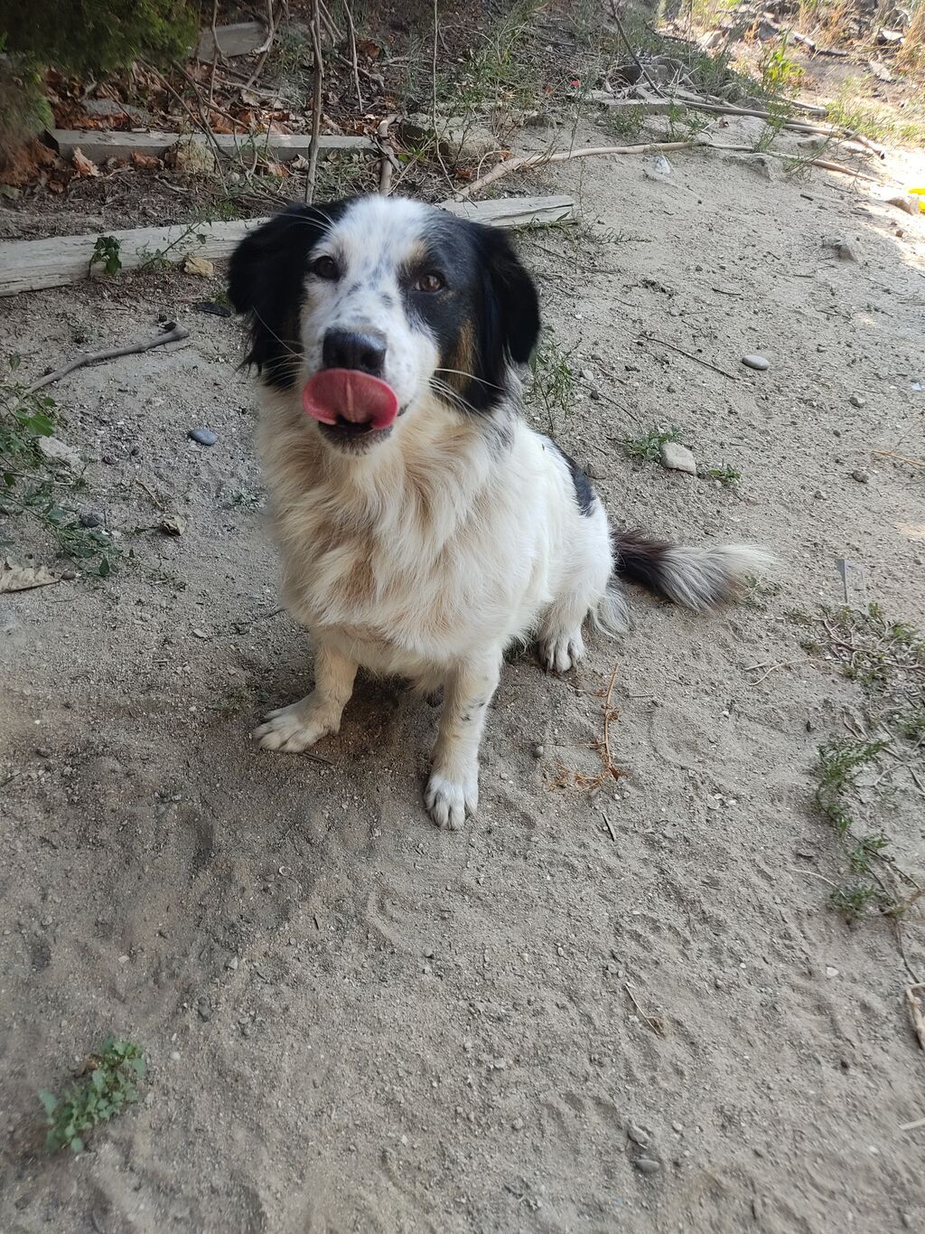 Zvonok, 1 il, Dişi — Köpəklər, Digah (10)