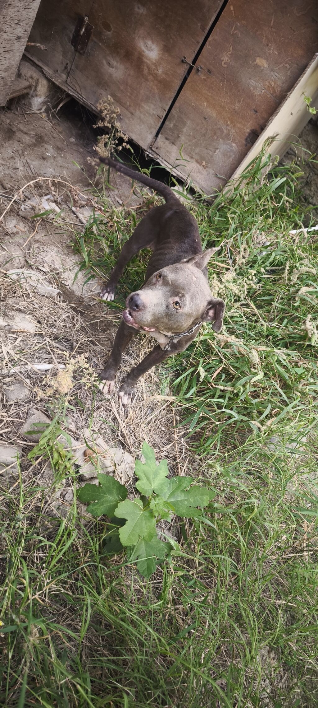 Pitbul — Köpəklər, Masazır (2)