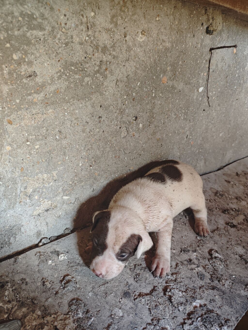 Pitbul, 1 ay, Dişi, Ödənişli çatdırılma — Köpəklər, Sumqayıt (9)