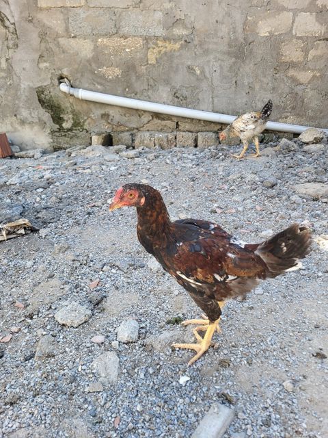 Toyuqlar — Bakı