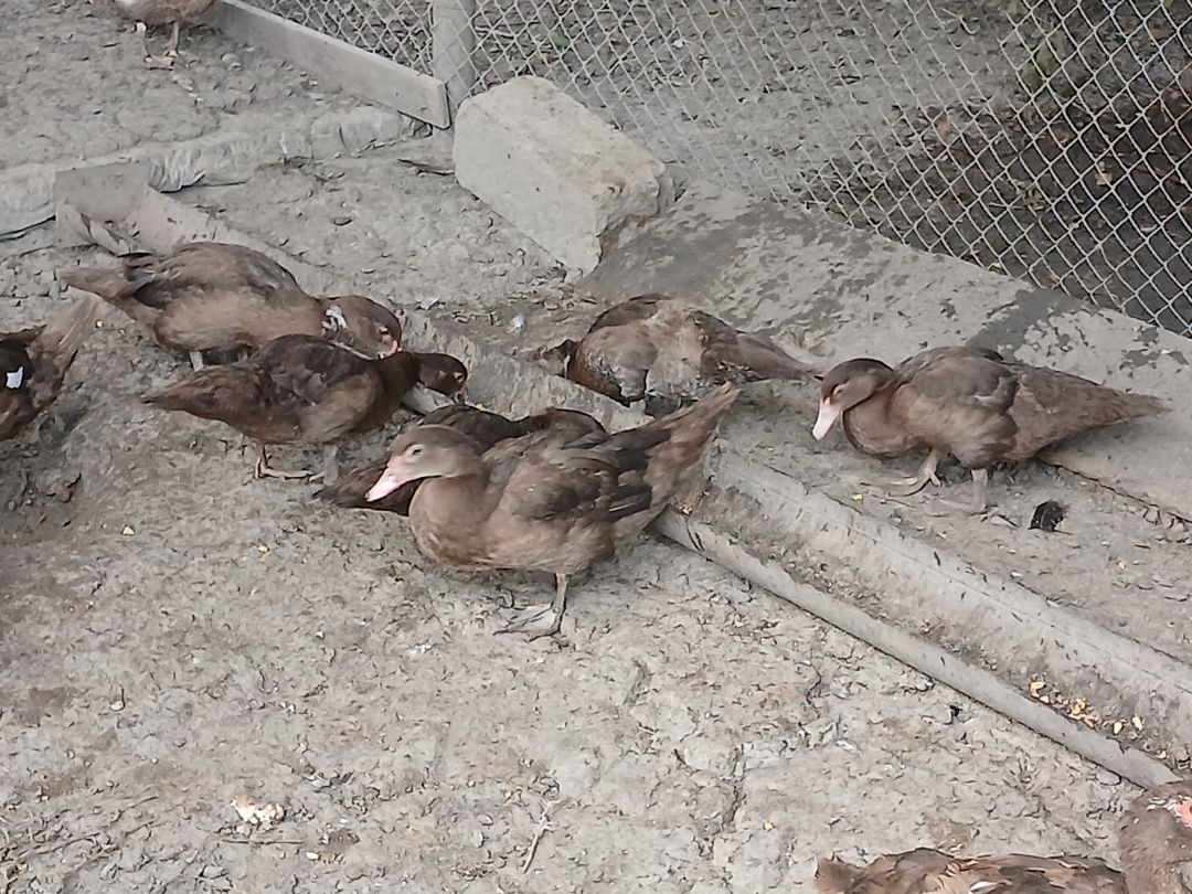 Ördəklər — Quşlar, Bakı (3)