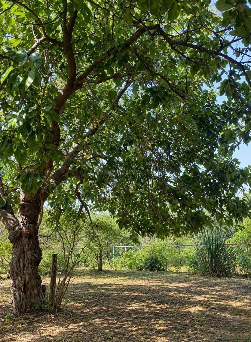 Satılır Torpaq 12 sot Bakı, Sabunçu r., Bilgəh — Torpaq, Bakı (4)
