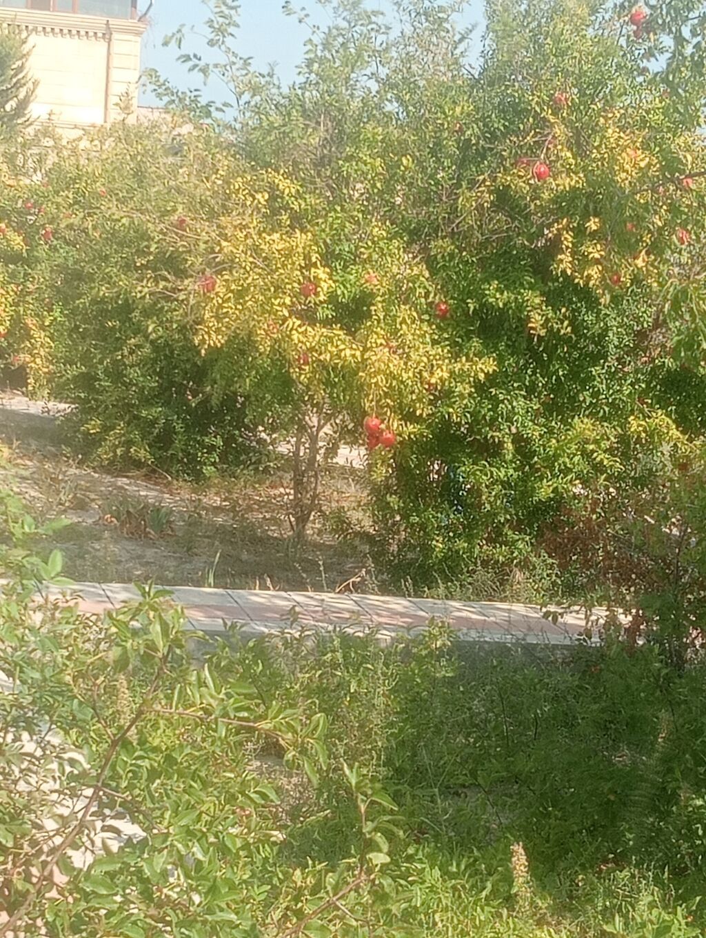 Tikinti — Torpaq, Bakı (6)