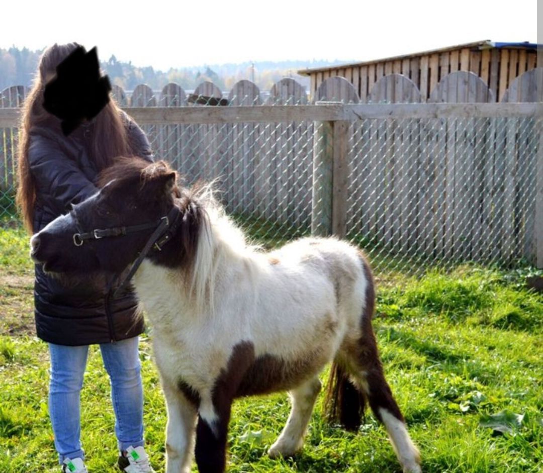 Poni atları — Atlar, Bakı (12)