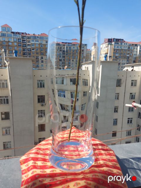 Vazo — Bakı