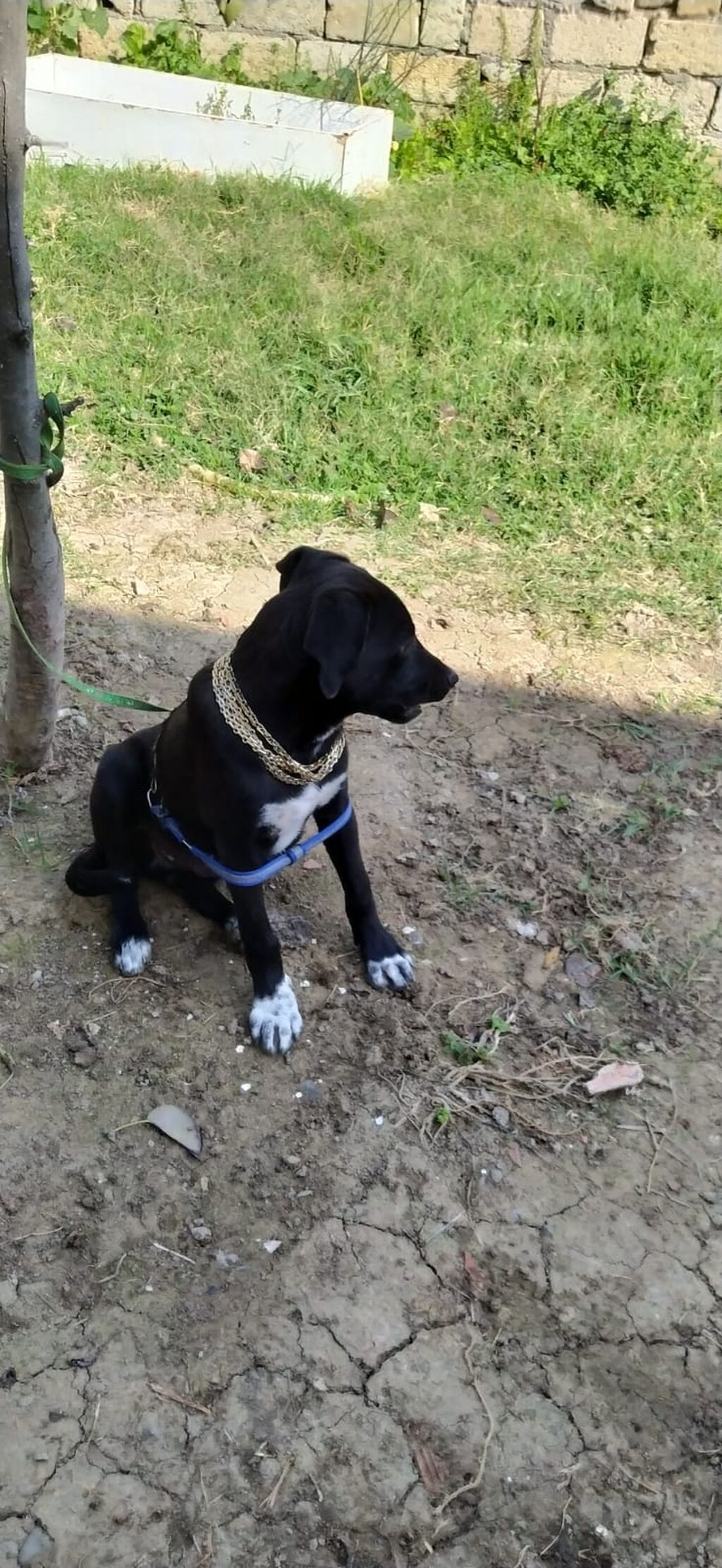 Kane-Korso, 5 ay, Erkək — Köpəklər, Digah (2)