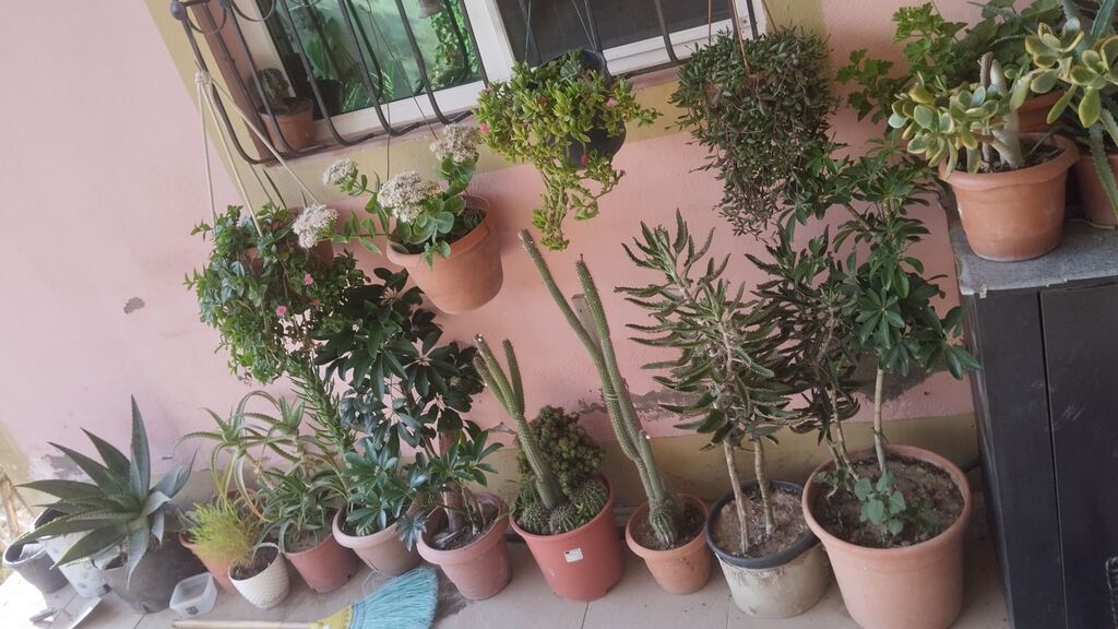 Salam hazirda pula ehtiyacim olduqu ucun satiram yoxsa nece illerdi — Qapı bitkələri, Bakı (2)